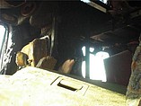 PETERBILT 387 Photo #6