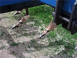 1997 DMI 527B Photo #5