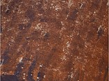 CEDARAPIDS 24X16 Photo #9